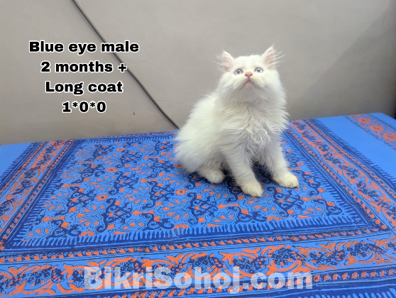 Persian blue eye male